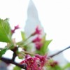 Spring in New York