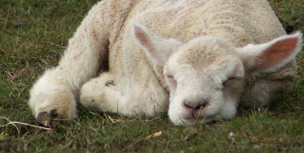 Sleeping lamb