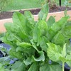 Sorrel