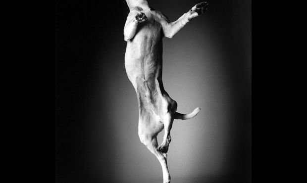 Studio 360 Episode 724, Bacon, Dogs, Deadwood