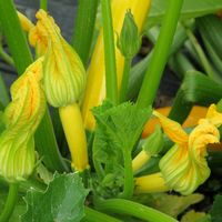Squash blossoms at Katchkie Farm