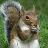 grey squirrel