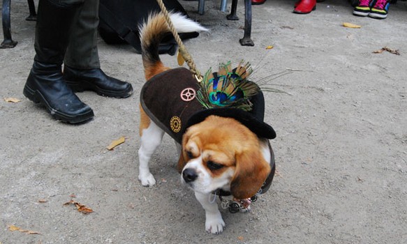 Rosalee, the Steampunk Dog.
