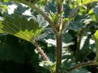 The spiky hairs on a stalk of stinging nettle
