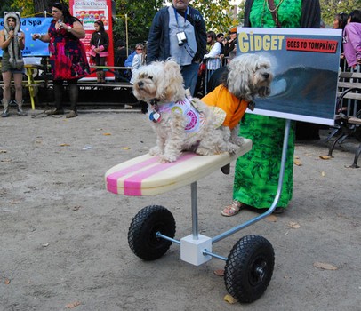 The crowd was a big fan of these two pups Meteor and Fifi-Gigi  who were wheeling around and hanging 10. Their costume, 