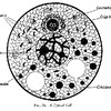 typical cell