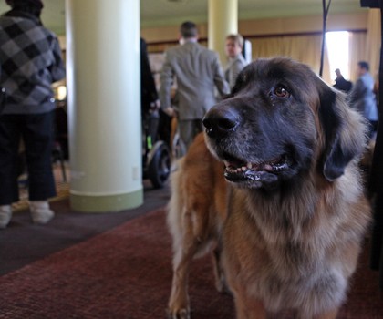 Gigi, a Leonberger, owned by Jean Boggie.