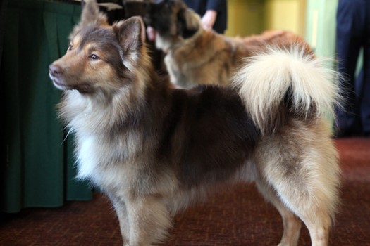 Kaffi, the Icelandic sheepdog, showing a lustrous coat.