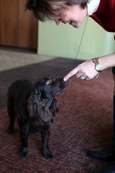 Jake is a Boykin spaniel owned by Leslie Kern.