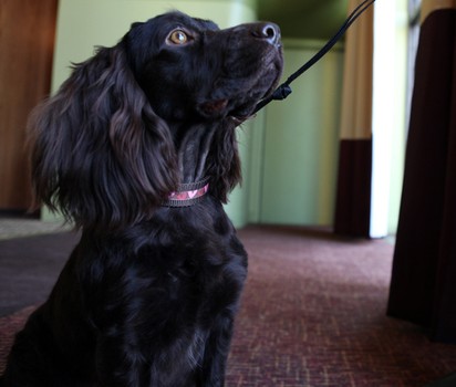 Jesse, a Boykin Spaniel who is owned by Leslie Kern.