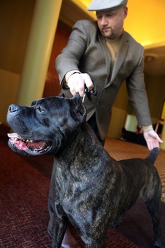 Chopper is a cane corso owned by Joe Hovorka and Suzanne Ribbs.