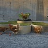chickens at the MoMA