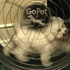 white dog runs in doggy hamster wheel