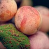 Wild plums