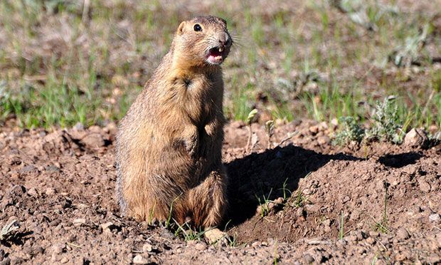 Prairie dog