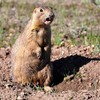 Prairie dog
