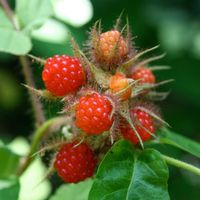 Wineberries