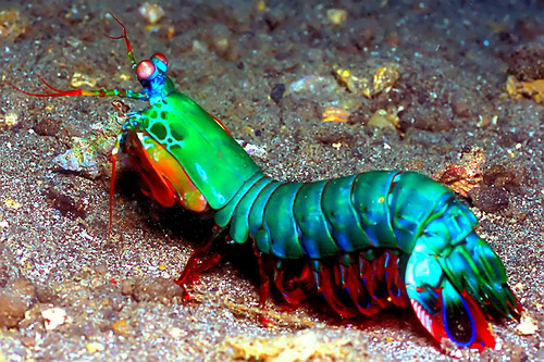 peacock mantis shrimp anatomy