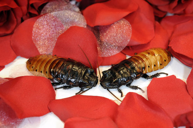 The real thing -- Madagascar hissing cockroaches, in the mood for love. Photo by Betsy Rapoport