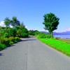 highway trees country
