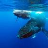 A humpback whale and calf 