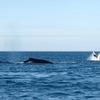 Whales off the coast of Gantheaume Point, Australia 