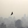 iran, pollution, tehran, skyline