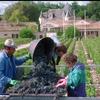 Workers harvest the first red grapes at the Chateau Haut-Brion vineyards in Pessac, near Bordeaux, western France, Sept. 13, 1995. 