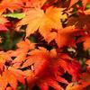 red and orange leaves in autumn.