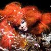 The cover of Björk's 'Biophilia'
