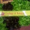 Lettuce at the CAAB, the agri-food centre of Bologna, Italy