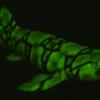 A green biofluorescent chain catshark