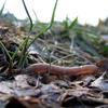 Earthworms are invasive to New York City