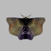 The Gabrielle moth