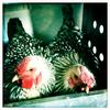 Hens at the Queens County Farm Museum