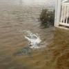 A doctored image shared during Hurricane Sandy shows a shark swimming in a flooded residential neighborhood