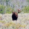 Moose in Teton National Park