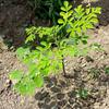 Moringa at Conuco Farm in New Paltz, NY