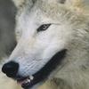 Wolf Inside Animal Minds