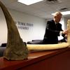 A rhino horn and illegal ivory seized by law enforcement, on display at a New York State Assembly hearing on ivory trafficking. 