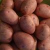 Rose Gold Potatoes
