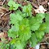 Garlic mustard in the wild