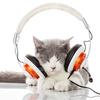 Cat with headphones