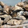 Oysters help clean polluted water and reduce the impact of strong waves during hurricanes.