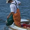 Depositing clams in Long Island's Great South Bay