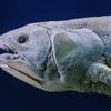 Coelacanth