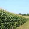 Corn field