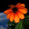 Astronaut Scott Kelly tweeted the first bloom on a zinnia plant in space
