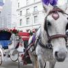 Mayor de Blasio wants to ban the use of horse-drawn carriages in Central Park by the end of the year.
