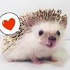 Huff the Hedgehog, the cutest hedgehog on all of Instagram